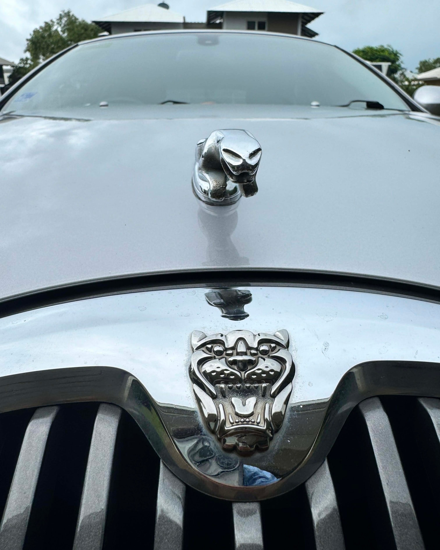 Jaguar — hood ornament and grille close-up